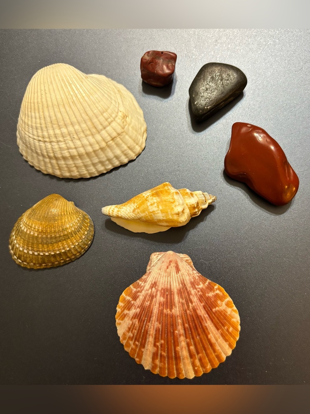 Mixed Seashell & Beach Stone Set - Orange, Cream, Brown, red jasper stone
